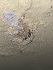 Kukulcania hibernalis