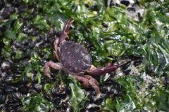 Platyxanthus orbignyi