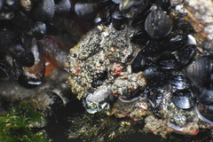 Pyura chilensis