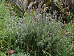Lavandula dentata