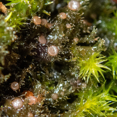 Scytinium lichenoides