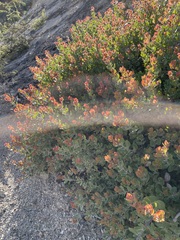 Arctostaphylos sensitiva