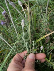 Lavandula dentata