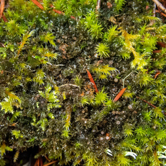 Scytinium lichenoides