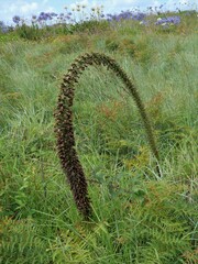 Agave attenuata