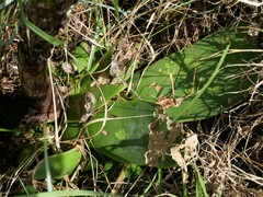 Agave attenuata