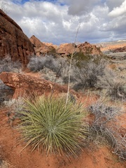 Yucca utahensis
