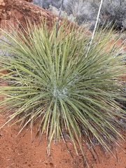 Yucca utahensis