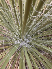 Yucca utahensis