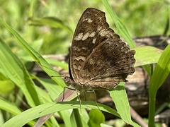 Junonia erigone
