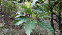 Alstonia balansae