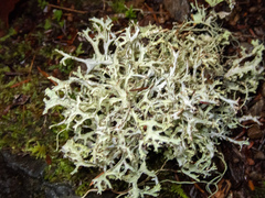 Platismatia stenophylla