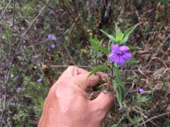 Ruellia paniculata