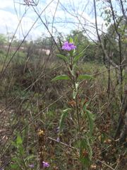 Ruellia paniculata
