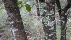 Alstonia balansae