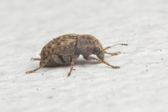 Araecerus