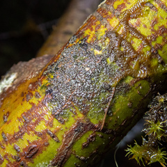 Fuscopannaria pacifica