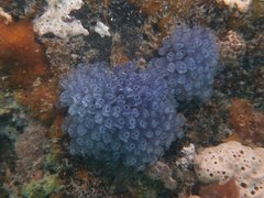 Clavelina moluccensis