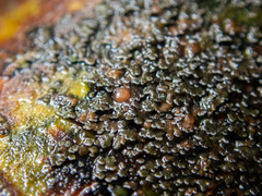 Fuscopannaria pacifica