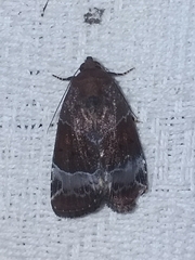 Hampsonodes mastoides