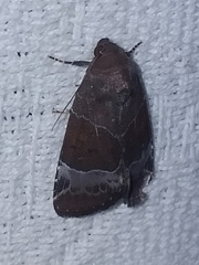 Hampsonodes mastoides