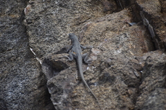 Microlophus peruvianus