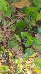 Coccocypselum hirsutum