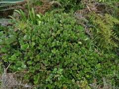 Rhaphiolepis umbellata