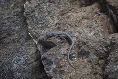 Microlophus peruvianus