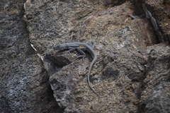 Microlophus peruvianus