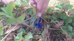 Coccocypselum hirsutum