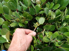 Rhaphiolepis umbellata