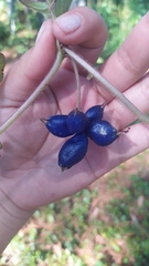 Coccocypselum hirsutum