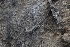 Microlophus peruvianus