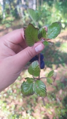 Coccocypselum hirsutum