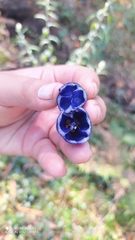 Coccocypselum hirsutum