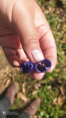 Coccocypselum hirsutum