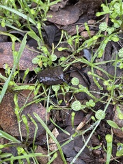 Claytonia perfoliata