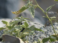 Chrozophora oblongifolia