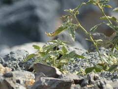 Chrozophora oblongifolia