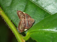 Ricanula