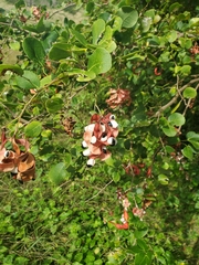 Pithecellobium unguis-cati