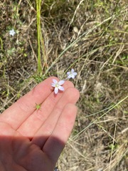 Wahlenbergia violacea