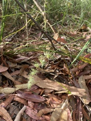 Echinopogon caespitosus