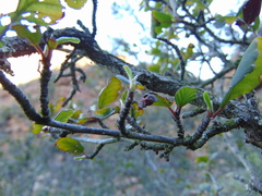 Cercocarpus minutiflorus