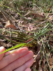 Echinopogon caespitosus