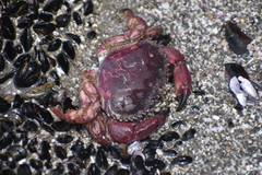 Platyxanthus orbignyi