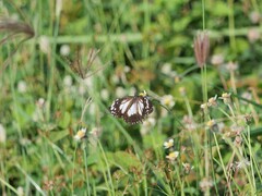 Danaus affinis