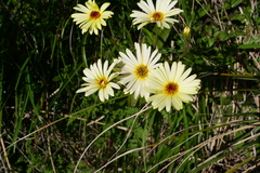 Dolichoglottis lyallii × scorzoneroides