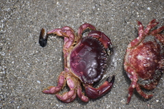 Platyxanthus orbignyi